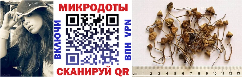 Купить где  Нерчинск  Псилоцибиновые грибы Cubensis 
